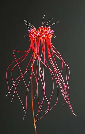 Bulbophyllum gracillimum
