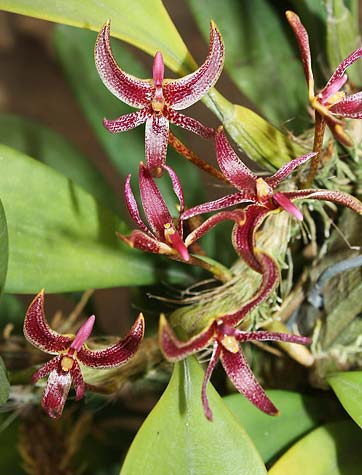 Bulbophyllum patens