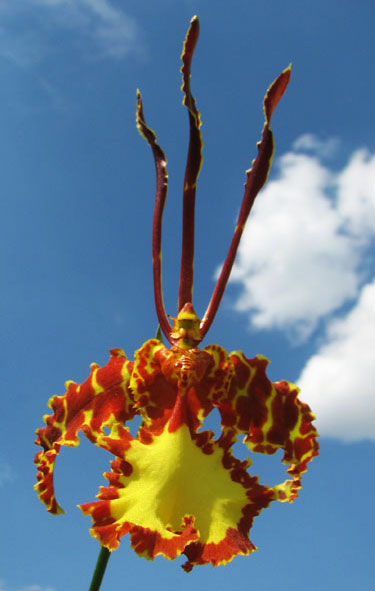 Psychopsis Mendenhall 'Hildos'