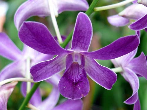 Dendrobium Bota Blue compactum