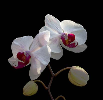 Phalaenopsis Doisaket Hot Lips x Phalaenopsis Lucifer Cloud Hot Lips
