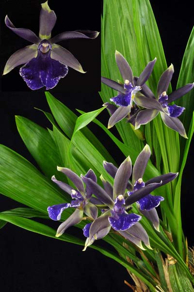 Bollopetalum Midnight Blue 'Cardinal's Roost'