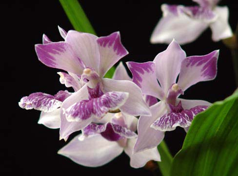 Zygonisia Cynosure 'Blue Water Sailing'