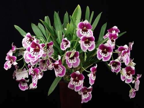 Miltonia Rubenesque 'Karismic Kay'