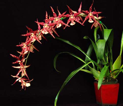 Sanderara Black Star 'Pacific Red Star'