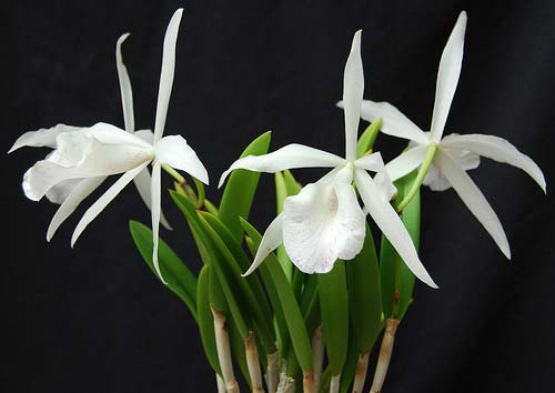 Brassocattleya Nanipuakea (C. Hardyana x B. nodosa)