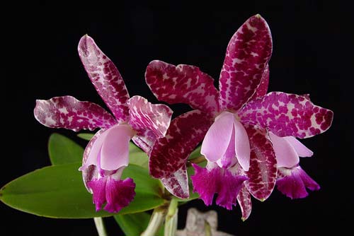 Cattleya Hsinying Cognac 'Thai Spots' x self