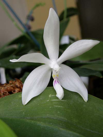 Phalaenopsis tetraspis alba