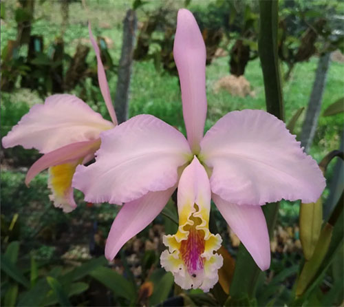 Cattleya mossiae x self