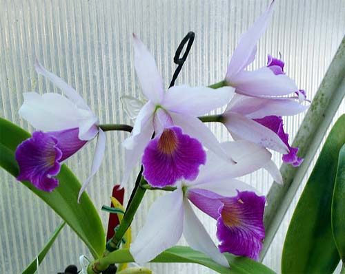Laelia purpurata var. Russelliana x Cattleya Eldorado