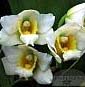 Bifrenaria thyrianthina alba plena