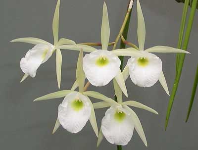 Brassavola perrinii (clump)