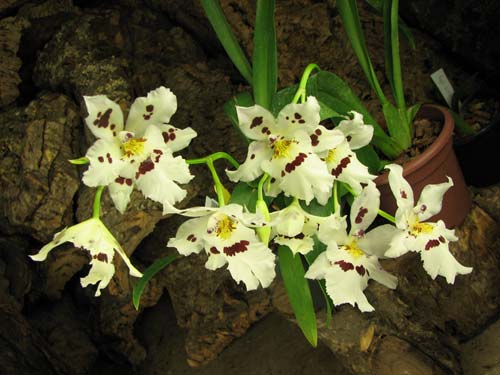 Colmanara Maui Howie 'Lavender Lace'