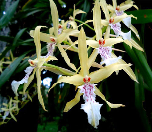 Miltonia flavescens