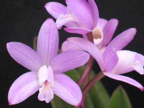 Laelia ghillanyi (clump)