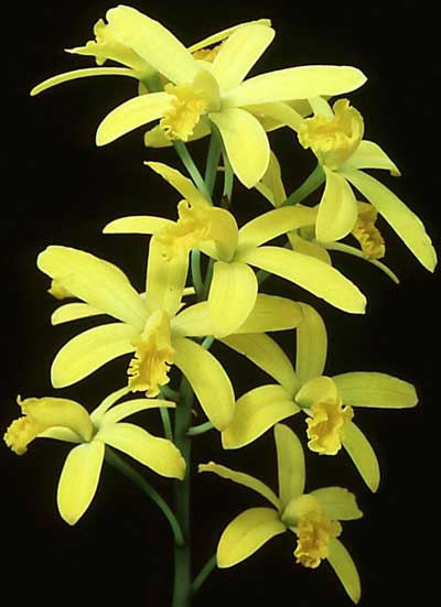Laelia flava (clump)