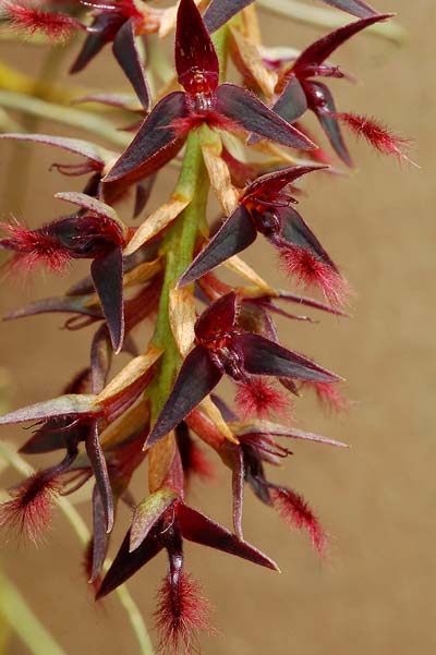 Bulbophyllum saltatorium