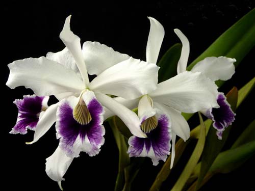Laelia purpurata roxo-violeta x self