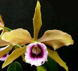 Laelia tenebrosa (Tipo x Maria Fumaca')