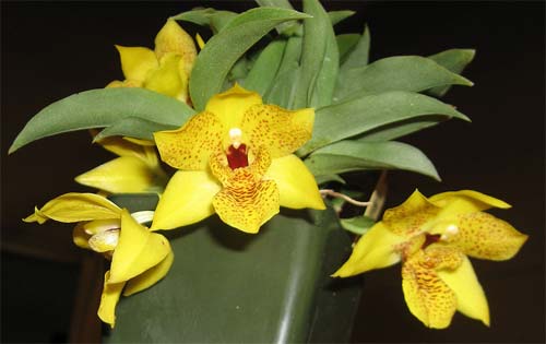 Promenaea Colmaniana