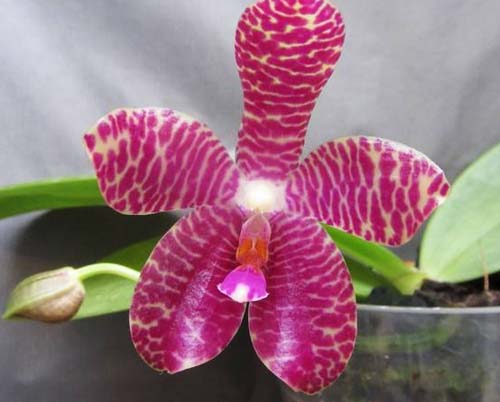Phalaenopsis (Su Ann Cricket x Penang Jewel) x gigantea