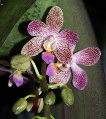 Phalaenopsis gigantea x lindenii
