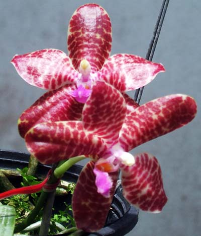 Phalaenopsis gigantea x hieroglyphica dark
