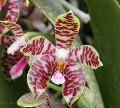 Phalaenopsis gigantea x sumatrana south Thailand