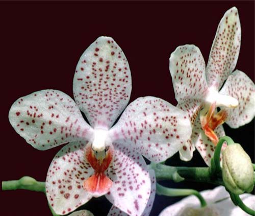 Phalaenopsis Gretchen (stuartiana puntatissima x gigantea)