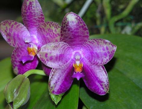 Phalaenopsis violacea 'Blue Malaysia' x gigantea