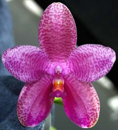 Phalaenopsis violacea sumatra x gigantea