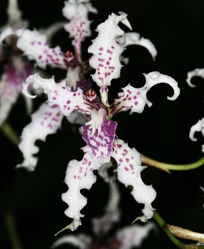 Cyrtochilum ramosissimum