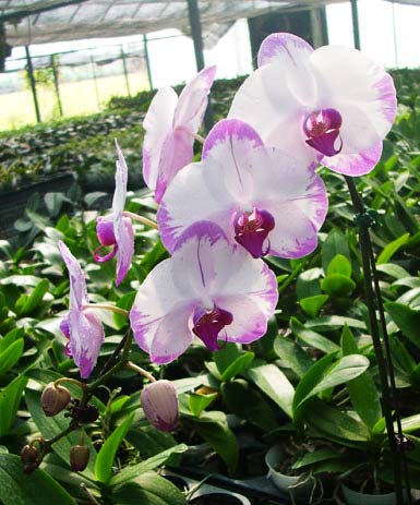 Phalaenopsis Hinamtsuri Rainbow Star