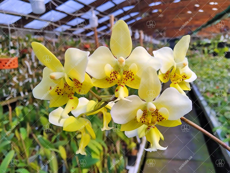 Phalaenopsis stuartiana yellow x sib