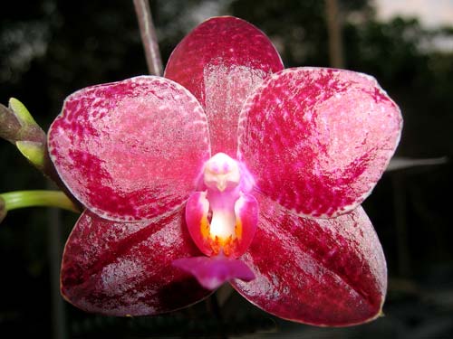 Phalaenopsis Penang x gigantea