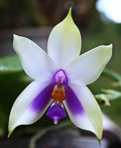 Phalaenopsis bellina 'blue'