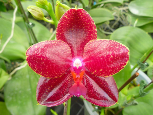 Phalaenopsis Mituo Sun 'Mituo #1' x Phalaenopsis Ld's Bear Queen