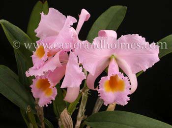 Cattleya (schroderae 'Newberry' x '#2')