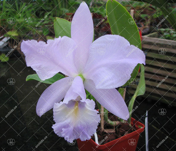 Cattleya Sea Breeze 'Blue Ribbon'