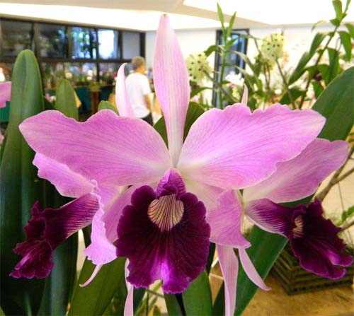 Laelia purpurata flammea 'Jean Webster' x self