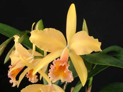 Laeliocattleya Carolina Wren 'Walter Smith'