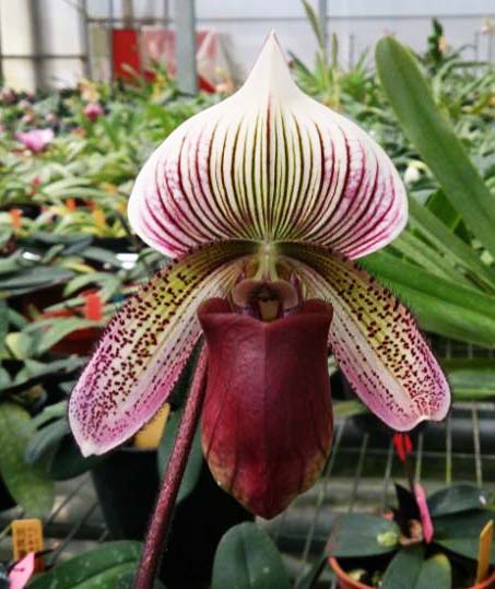 Paphiopedilum curtisii x Shin-Yi Heart