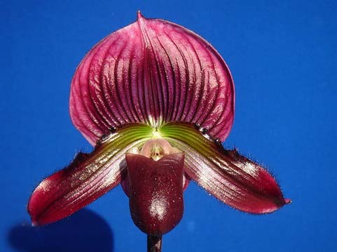 Paphiopedilum Hsinying Macasar x Hsinying Web