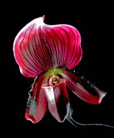 Paphiopedilum Hsinying Web x mastersianum