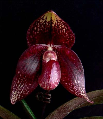 Paphiopedilum Hung Sheng Ruby x S. Gratrix