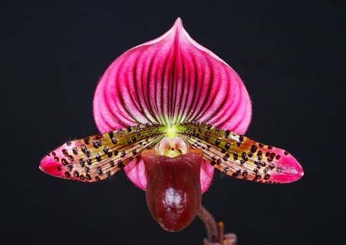 Paphiopedilum Hung Sheng Star x Shin-Yi Apple
