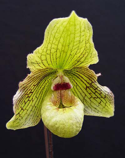 Paphiopedilum malipoense 'Bear-11b' x fairrieanum