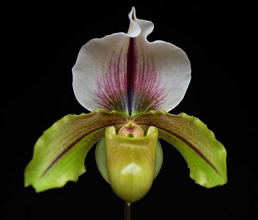 Paphiopedilum Olympian Yard x spicerianum 'Mjao Hua'