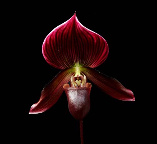 Paphiopedilum Shin-Yi Heart x Hung Sheng Star