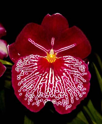 Miltoniopsis Breathless 'Florence'